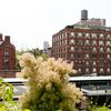 High Line Phase II: Check Out This Horticulture 